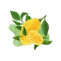 Limone frutta acquerello clipart. illustrazione di Limone ramo con verde le foglie vettore