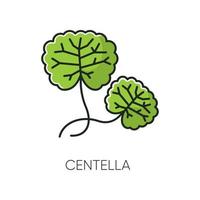 icona colore centella rgb vettore