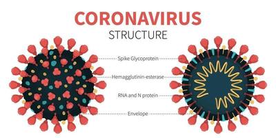 struttura interna e anatomia del virus covid-19 vettore