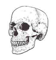 Vettore anatomico del cranio