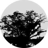 un' nero e bianca foto di un' grande albero, silhouette di Mango albero su bianca sfondo vettore arte, nero colore