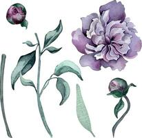 acquerello viola rosa peonia fiore impostato isolato su bianca. Gotico floreale botanico mini cuffie illustrazione mano disegnato. Gotico buio nozze decorazione nel Vintage ▾ stile. elemento per invito, fondale vettore