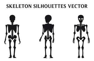 impostato di scheletri vettore per Halloween, scheletro sagome isolato su un' bianca