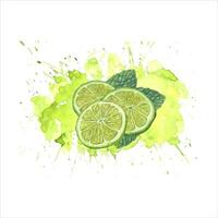 acquerello fresco lime fette, menta le foglie nel succo schizzi. succoso agrume cunei, menta piperita. botanico illustrazione per menù, cocktail festa, manifesti, per il design di cartoline vettore