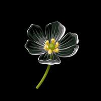 vettore illustrazione, scheletro fiore, o diphylleia Grayi, anche chiamato trasparente fiore, su un' buio sfondo.