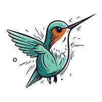 vettore illustrazione di un' carino colibrì isolato su un' bianca sfondo.