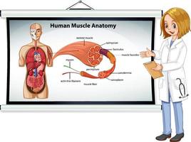 anatomia del muscolo umano con anatomia del corpo vettore