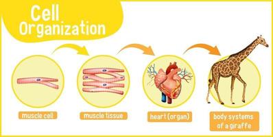 diagramma che mostra l'organizzazione cellulare in una giraffa vettore