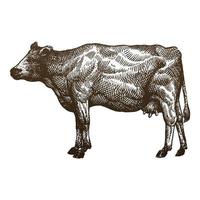 illustrazione dello stile dell'incisione del disegno della mano della mucca vettore