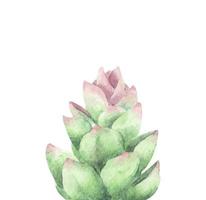 succulento, bouquet verde, cactus. illustrazione dell'acquerello. vettore