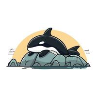 cartone animato uccisore balena su il roccia. vettore illustrazione nel piatto stile.