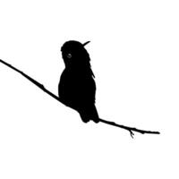 arroccato colibrì silhouette, può uso arte illustrazione, sito web, logo grammo, pittogramma o grafico design elemento. vettore illustrazione