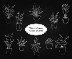 piante d'appartamento impostato su il nero lavagna. mano disegnato piante d'appartamento nel il pentola. isolato vettore illustrazione