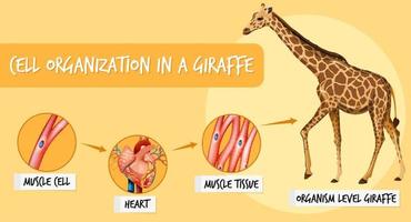 diagramma che mostra l'organizzazione cellulare in una giraffa vettore