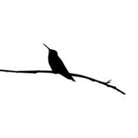 arroccato colibrì silhouette, può uso arte illustrazione, sito web, logo grammo, pittogramma o grafico design elemento. vettore illustrazione