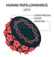 modello interno di cellule di papillomavirus umano hpv vettore