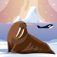 orca balena e tricheco animali polo nord e iceberg vettore