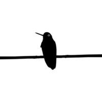 arroccato colibrì silhouette, può uso arte illustrazione, sito web, logo grammo, pittogramma o grafico design elemento. vettore illustrazione