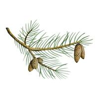 mano disegnato realistico pino coni su conifero ramo acquerello vettore illustrazione
