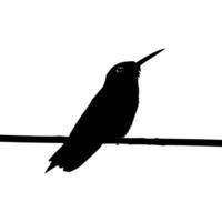 arroccato colibrì silhouette, può uso arte illustrazione, sito web, logo grammo, pittogramma o grafico design elemento. vettore illustrazione