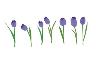 tulipano fiore vettore illustrazione. viola tulipano vettore. primavera fiore. floreale clip arte. natura concetto. fiori e impianti. piatto vettore nel cartone animato stile isolato su bianca sfondo.