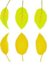 autunno caduto le foglie fogliame grafico colori oro giallo vettore