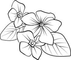 schema pervinca disegno, pervinca fiore linea disegno, clip arte pervinca fiore schema, noyontara colorazione pagine per bambini, passo di passo pervinca fiore disegno vettore