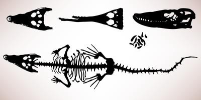 Scheletro di osso coccodrillo alligatore. vettore