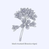 disegnato a mano di erbe e spezie senape nera brassica nigra vettore