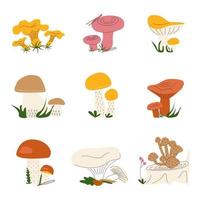 un insieme di diversi funghi selvatici vettore