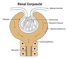 renale raccolto scienza design vettore illustrazione diagramma