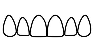 contorni dente superiore mascella, frontale denti incisivi e canini vettore