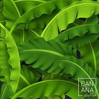 sfondo di foglie di banana, foglia tropicale verde, illustrazione vettoriale