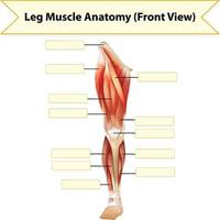 Foglio di lavoro di anatomia del muscolo della gamba umana vettore