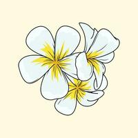 plumeria fiore il illustrazione vettore