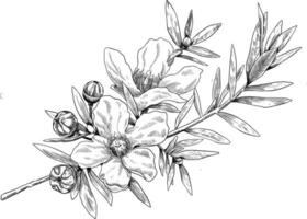 manuka fiore botanico schizzo illustrazione vettore