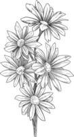 margherita fiore schizzo botanico illustrazione vettore