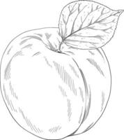 albicocca frutta mano disegnato illustrazione vettore