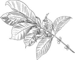 caffè le foglie botanico schizzo illustrazione vettore