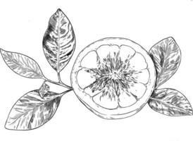 Melograno frutta botanico schizzo illustrazione vettore