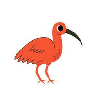 vettore illustrazione di carino scarlatto ibis isolato su bianca sfondo.