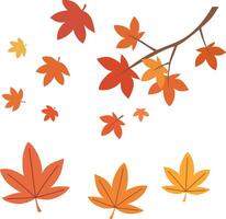 acero le foglie impostato per autunno vettore