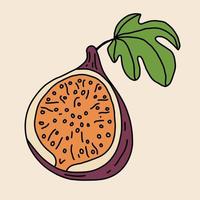 doodle schizzo a mano libera disegno di frutta di fico. vettore