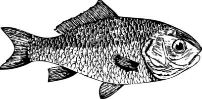 dorata, pesce rosso ciprinus auratus vettore