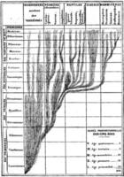 corrispondenza fra il sviluppo di il animale e il successione di geologica epoche, Vintage ▾ incisione. vettore