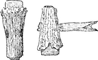 assi nel lucidato pietra focaia rivestito nel un' guaina di cervo corno, Vintage ▾ incisione. vettore