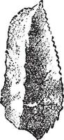 pietra focaia raschietto di Perigord, Vintage ▾ incisione. vettore