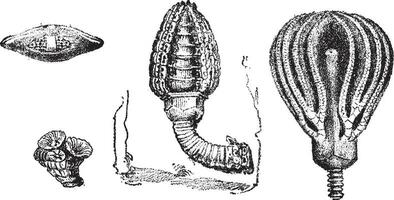 rizopodi foraminiferi, cupressocrinus Crasso, Vintage ▾ incisione. vettore