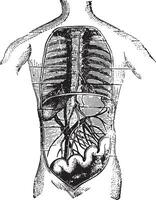 assorbenti di il intestino, Vintage ▾ incisione. vettore