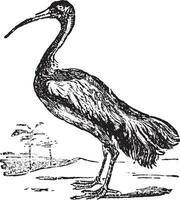 ibis o treskiornis spp. vettore
